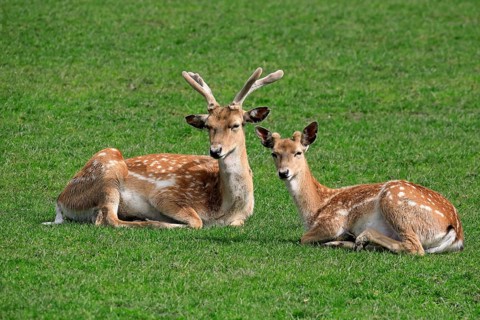 Mesopotamian fallow deer