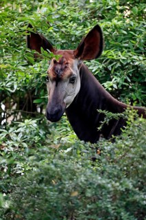 Okapi