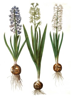 Garden hyacinth