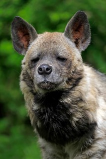 Striped hyena