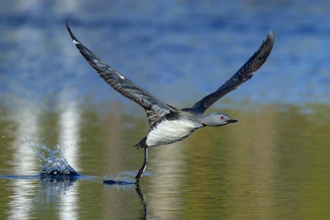 Red-throated diver