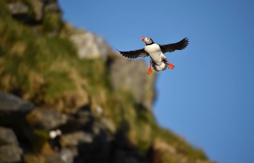 Puffin