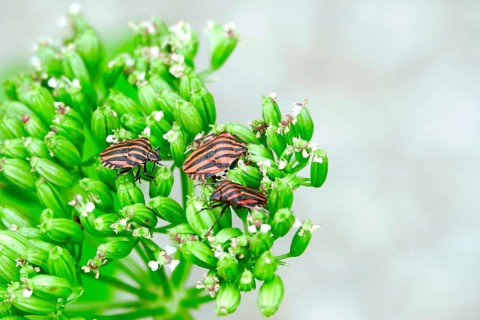 Scottish motherwort with striped bug