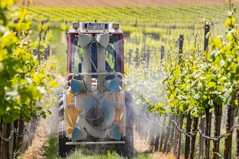 Tractor in vineyard spraying pesticide
