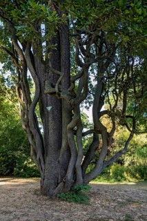 Pyramid oak tree