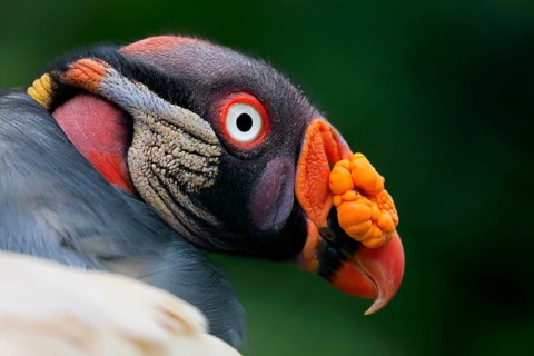King Vulture