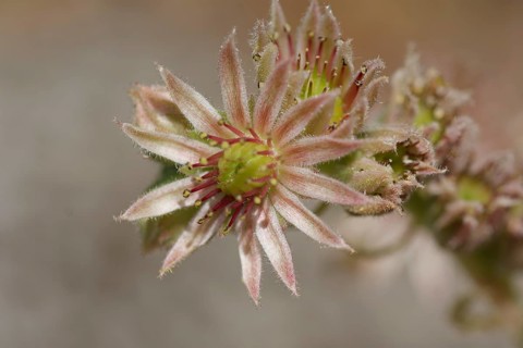 Houseleek