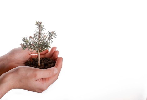 Green tree seedling in handful soil in hand on an isolated background