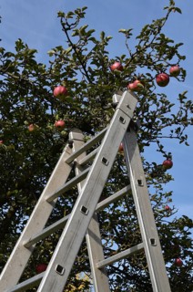 Apple tree