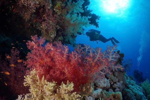 Hemprich's tree coral