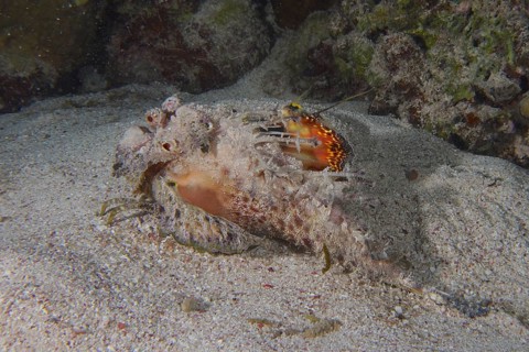 Red Sea Walkman