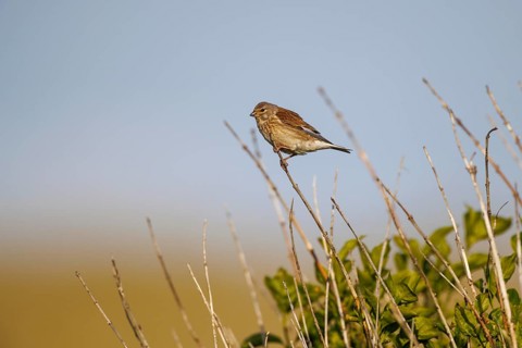 Linnet