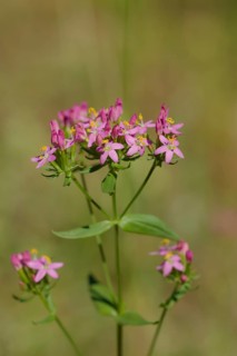 Centaurium erythraea