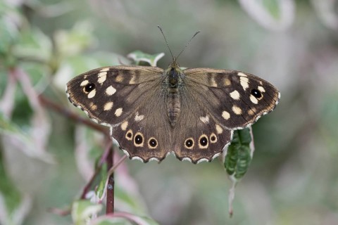 Speckled wood