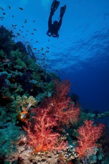 Klunzinger's tree coral