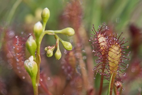 Oblong-leaved sundew