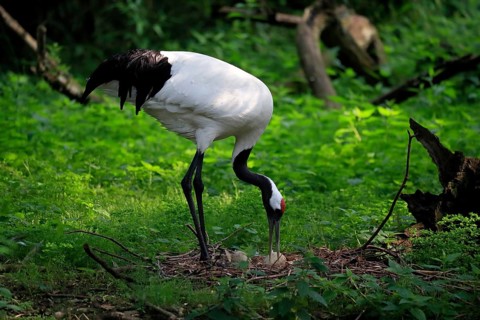 Red-crowned crane