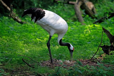 Red-crowned crane