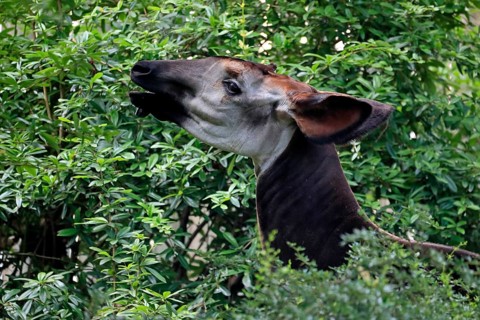 Okapi