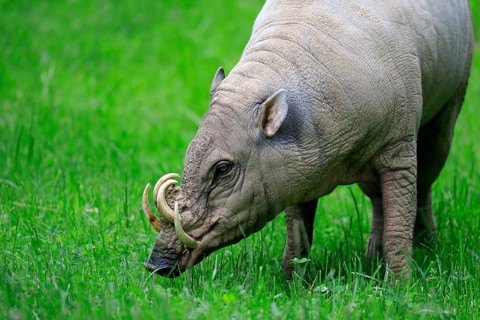 North sulawesi babirusa