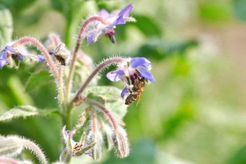 Borage