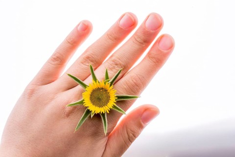 Hand holding yellow sunflower on a white background