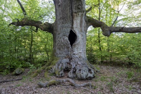 Chimney oak tree
