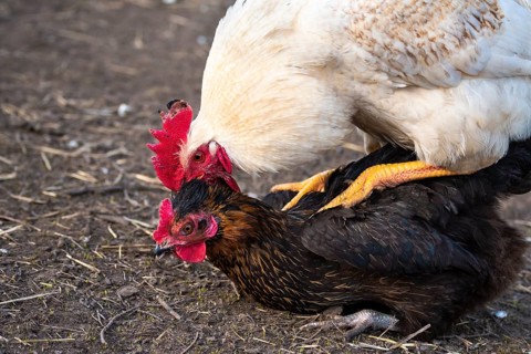 A white free range rooster mounting a hen