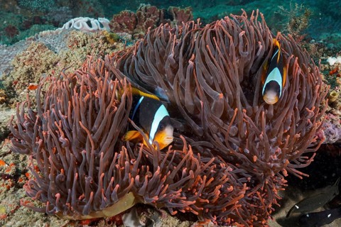 Allard's clownfish