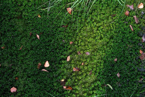 Peat moss