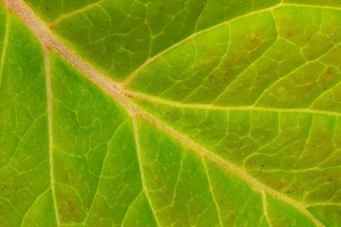 Leaf of a mountain hydrangea