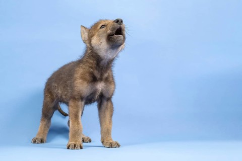 European gray wolf