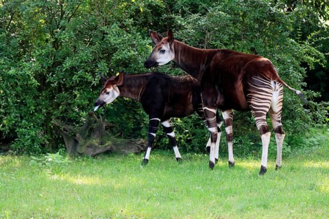 Okapi