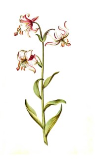 Martagon lily