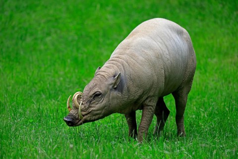 North sulawesi babirusa