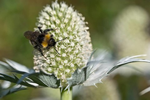 Forest cuckoo bumblebee