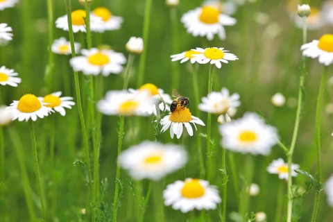 Roman chamomile