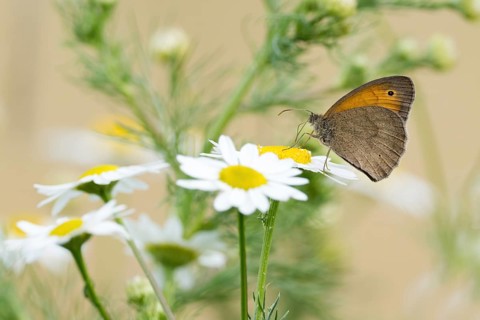 Meadow brown
