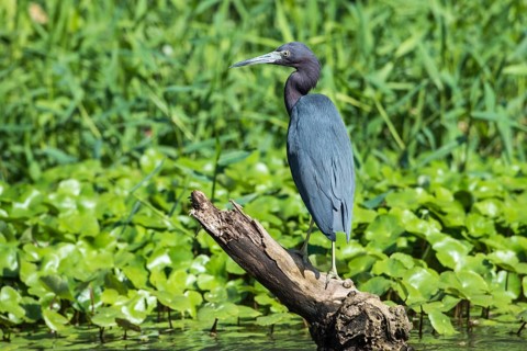 Kleiner Blaureiher