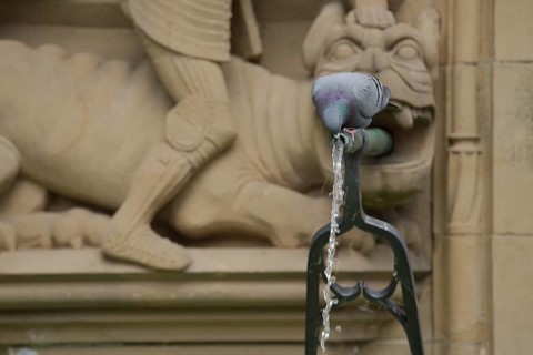City dove drinking water at the historic fish fountain