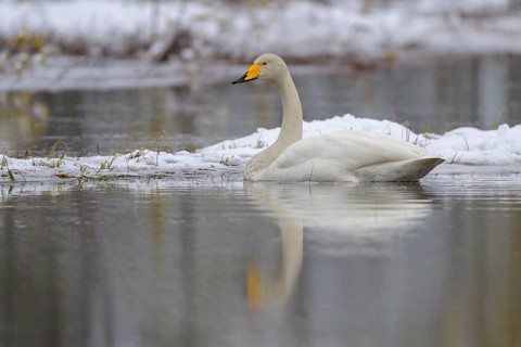 Whooper Swan
