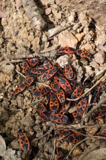 The firebug