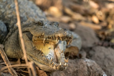 Nile crocodile in the sacred crocodile pool of Kachikally