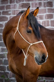 Portrait of a beautiful bay warmblood horse in front of a stonewall at golden hour. Sunspots on the head