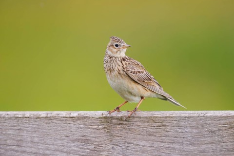 Eurasian skylark