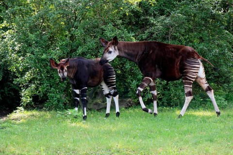 Okapi