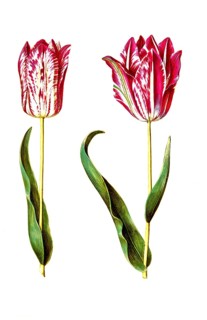 Garden tulip