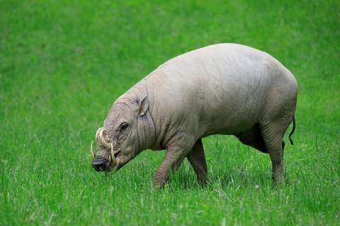 North sulawesi babirusa