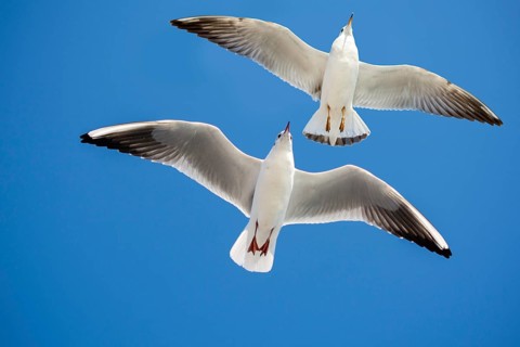 Pair of seagulls flying in blue a sky background