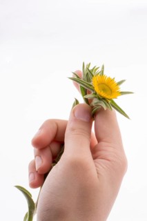 Hand holding yellow sunflower on a white background